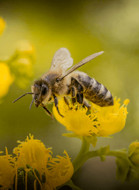 Due iniziative per l'ambiente