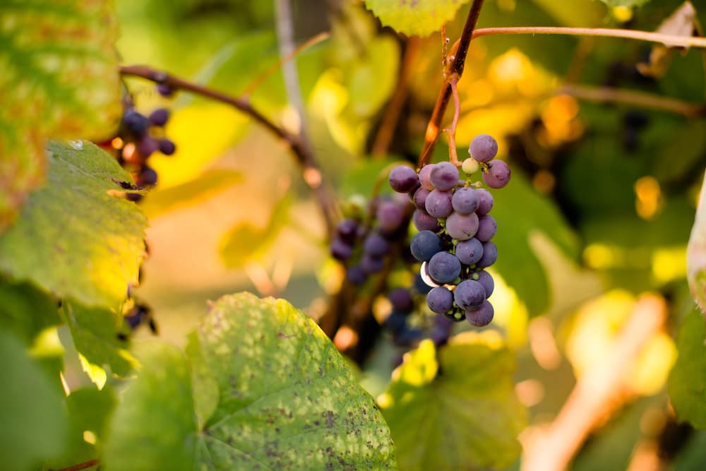 Prepariamoci alla vendemmia