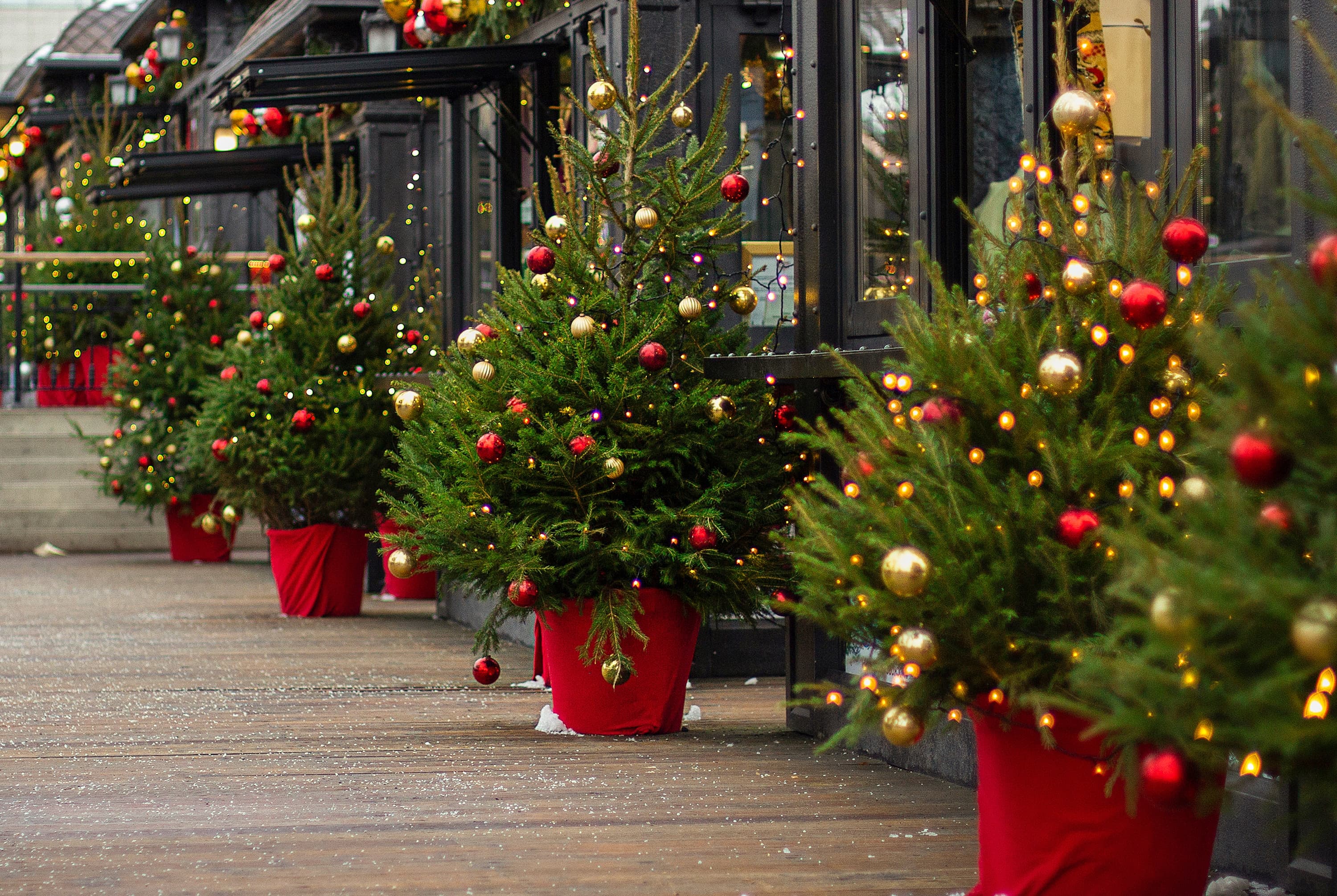 Qual è la storia dell'albero di Natale? 