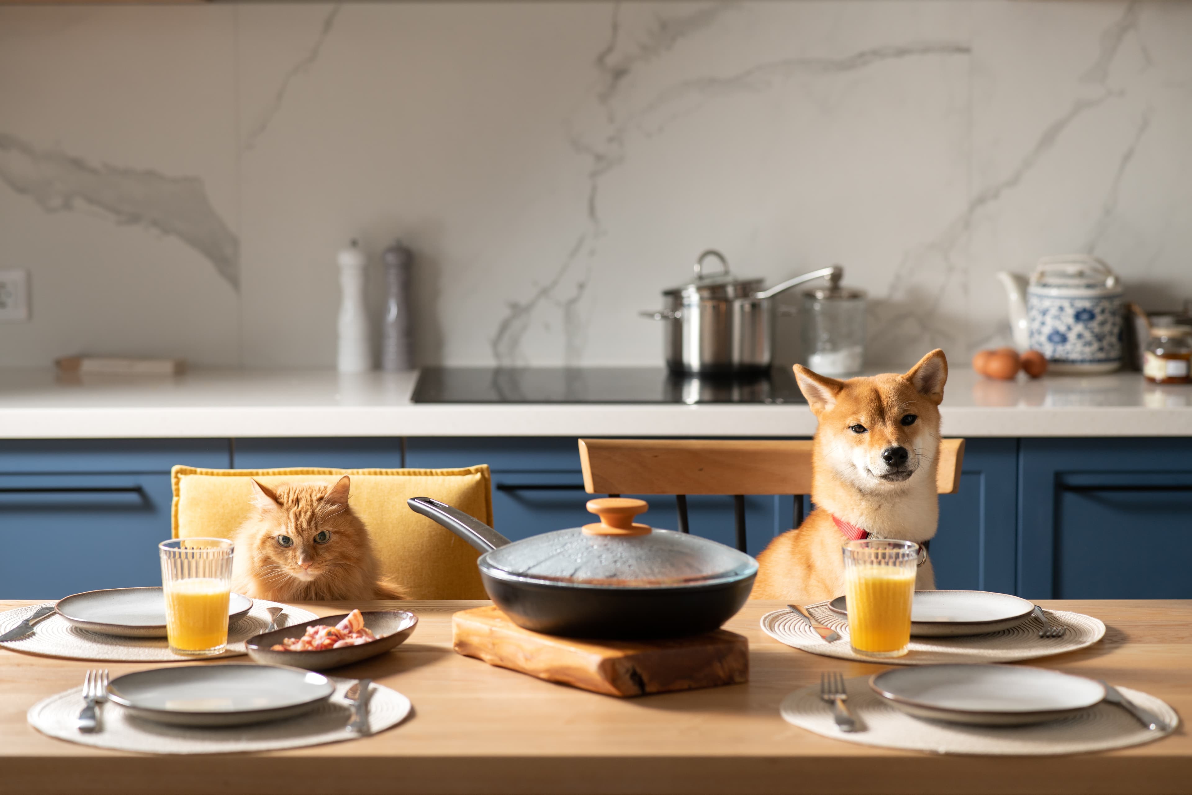 Gli amici a quattro zampe possono mangiare il nostro cibo?