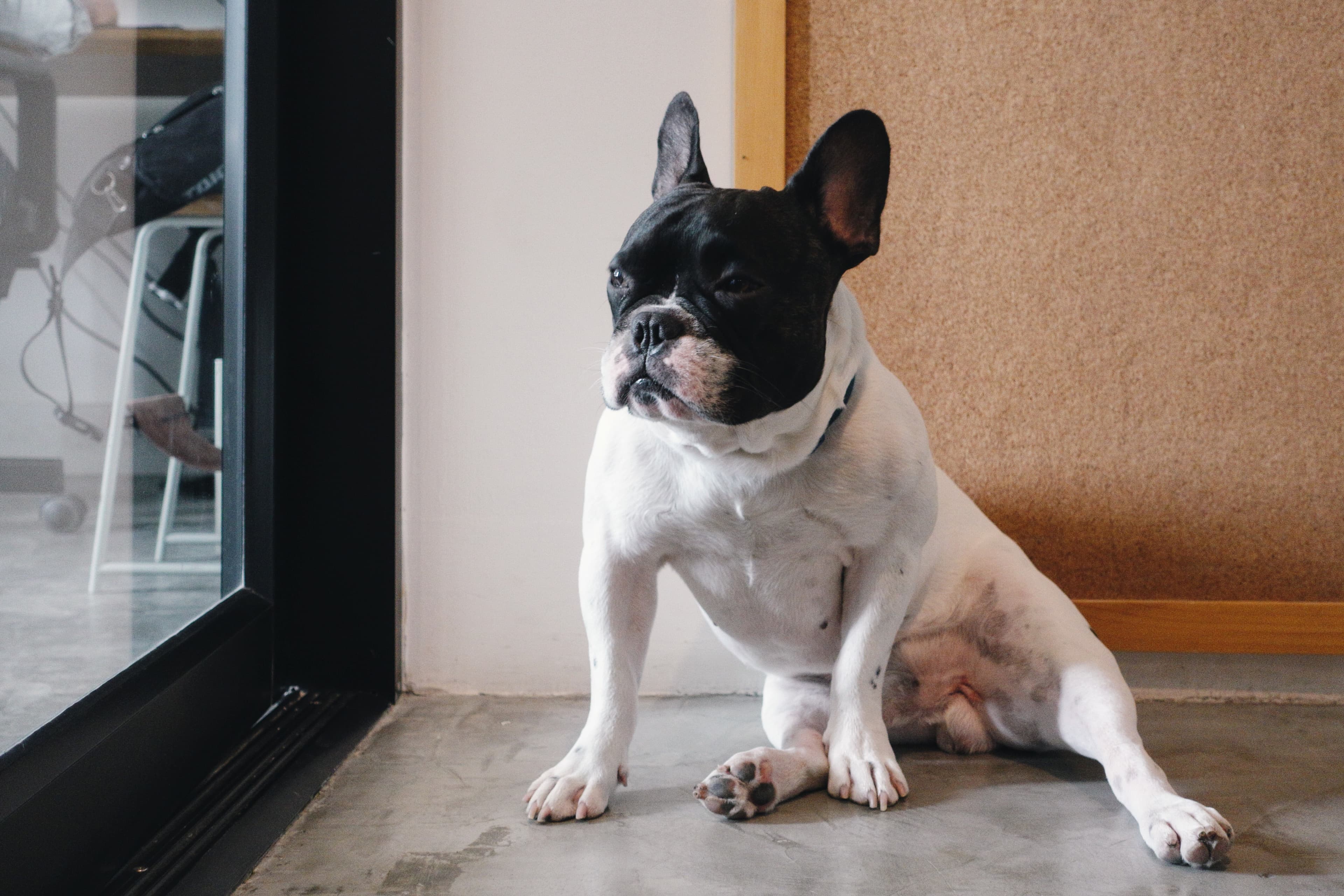 Cosa fare se il tuo animale soffre di solitudine