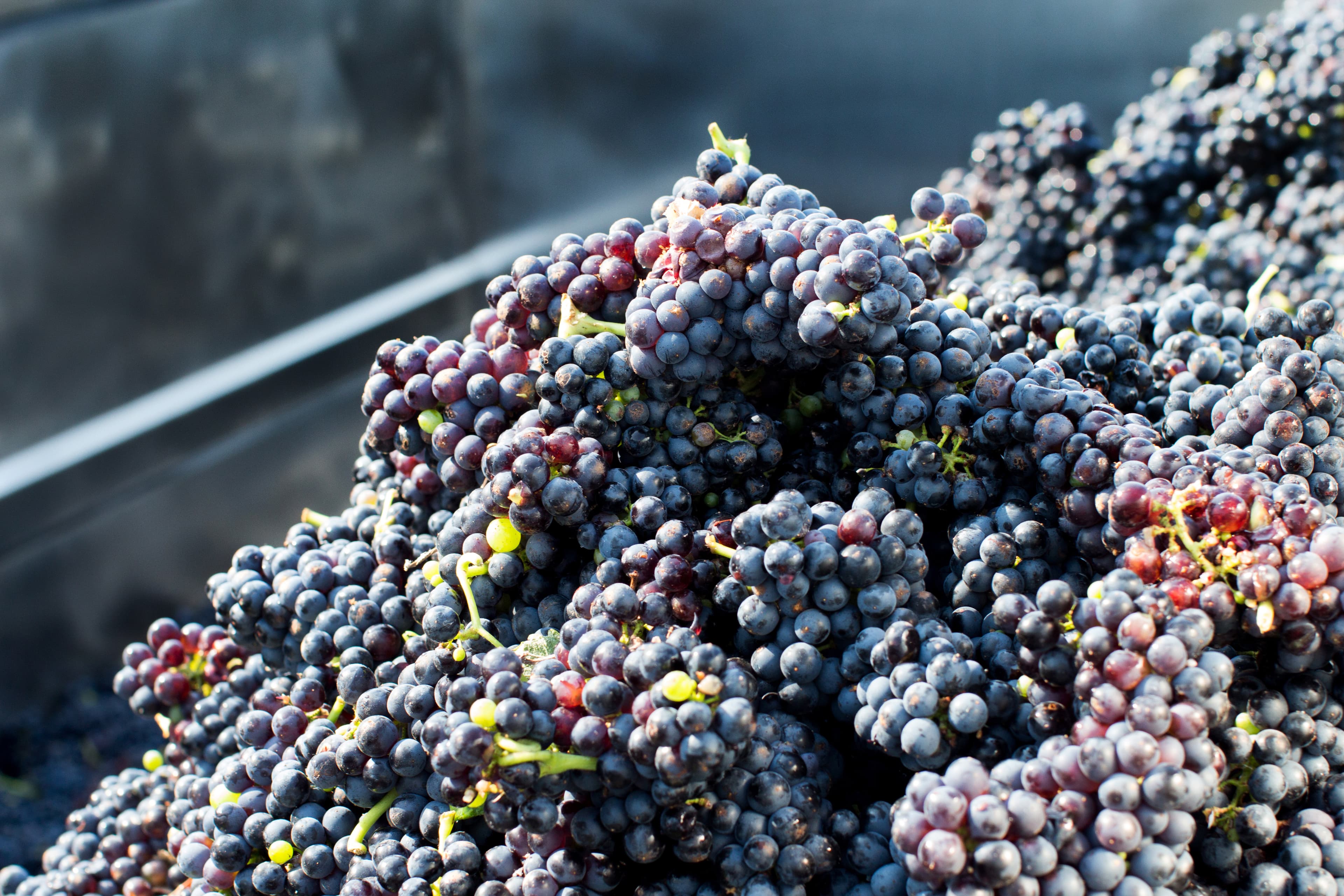 La vendemmia sostenibile