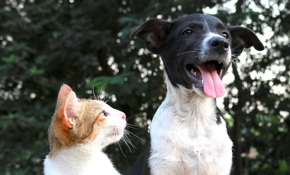 Cani e Gatti: sono davvero così diversi? 