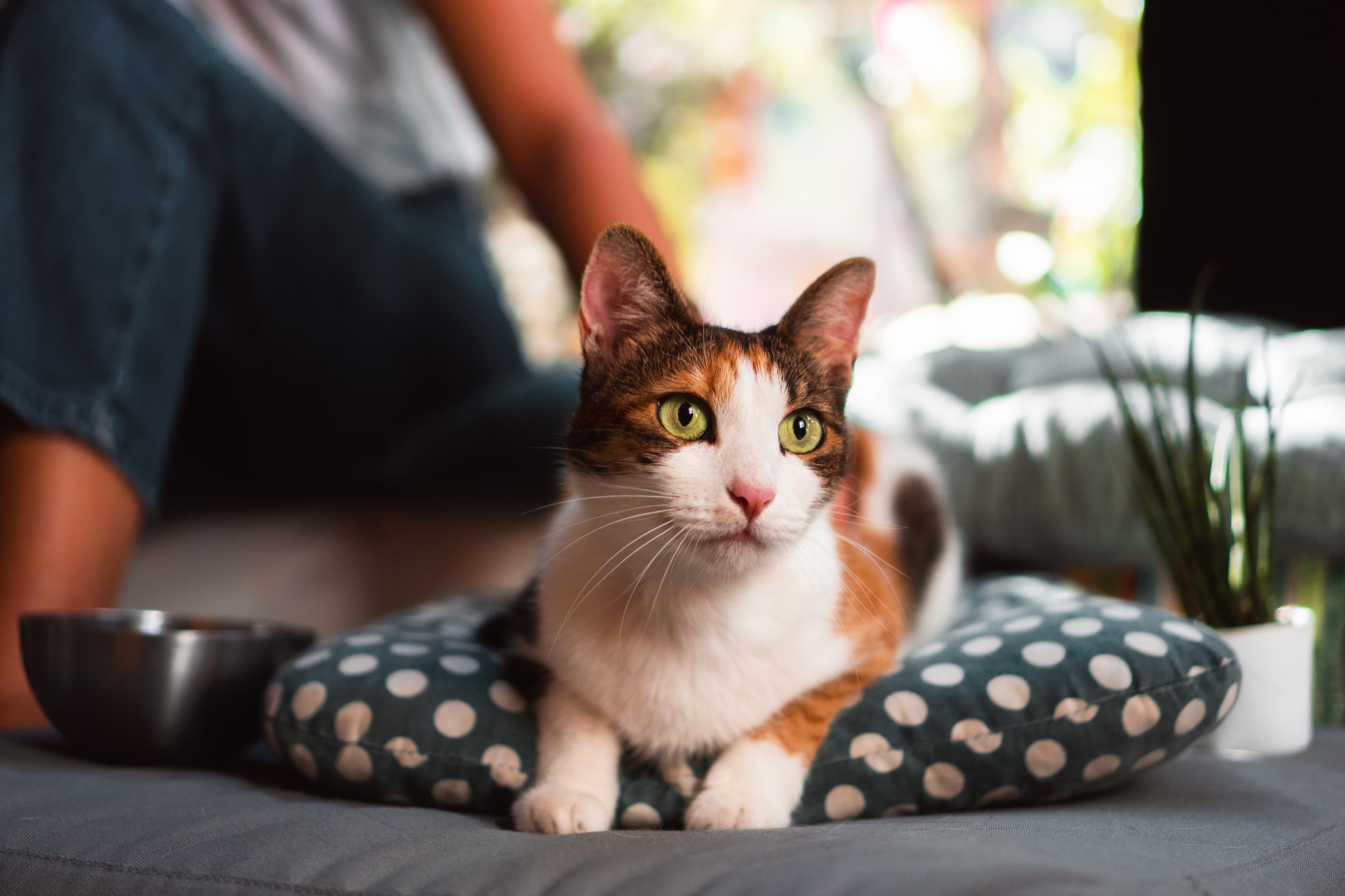 Adottare responsabilmente