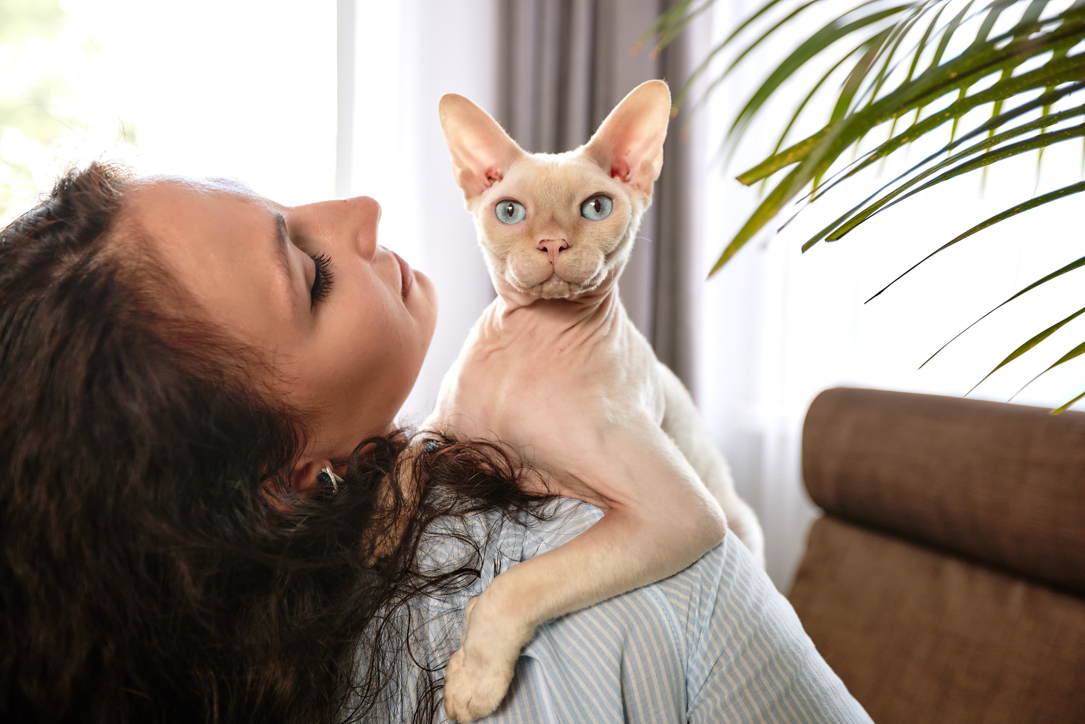 Il gatto Sphynx: origini e particolarità