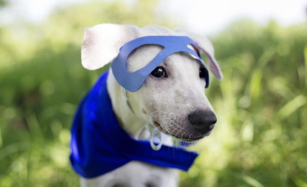 Posso far indossare un costume al mio cane o gatto?