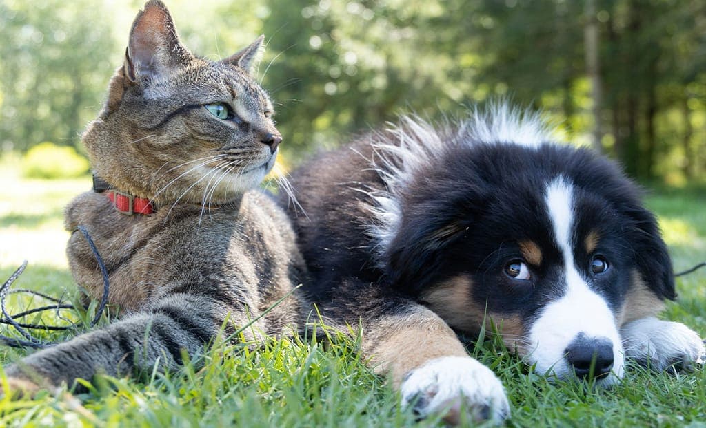 Allergie primaverili in cani e gatti