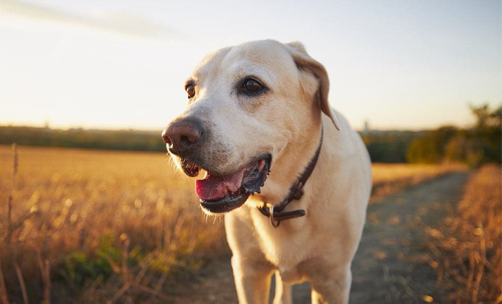 I cani sono in grado di ricordare?