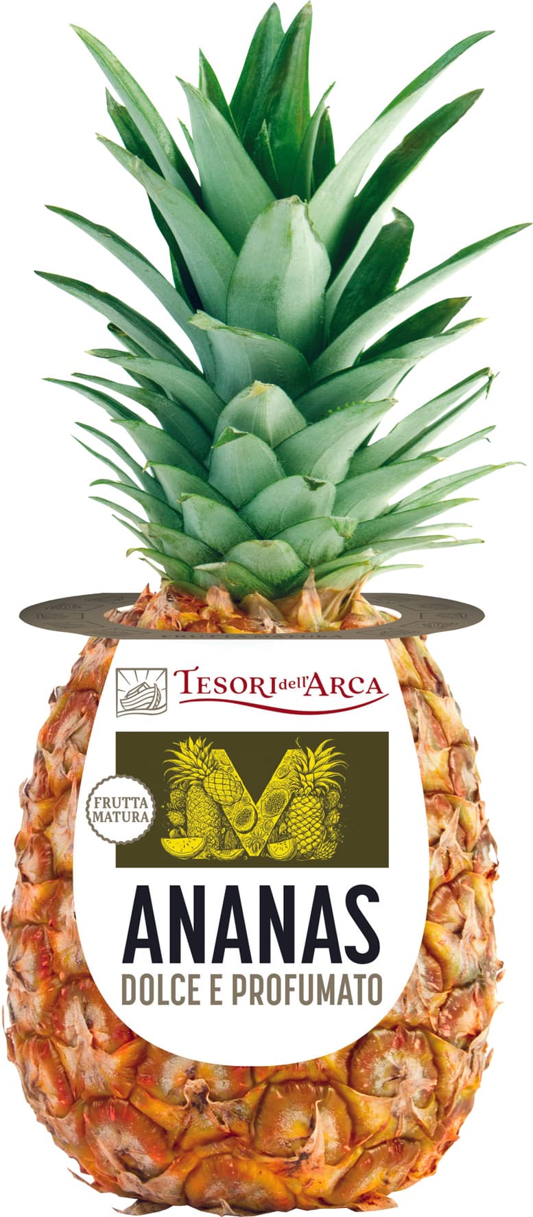 T.arca ananas