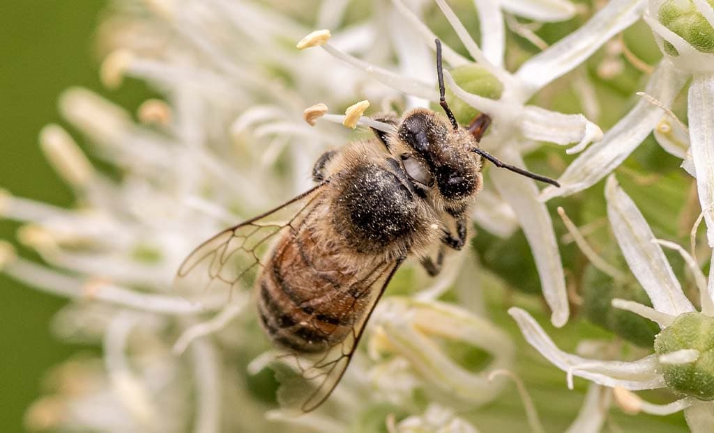 Le api, amiche dell'ambiente