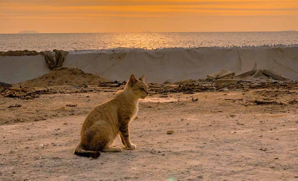 I gatti sono tipi da spiaggia?