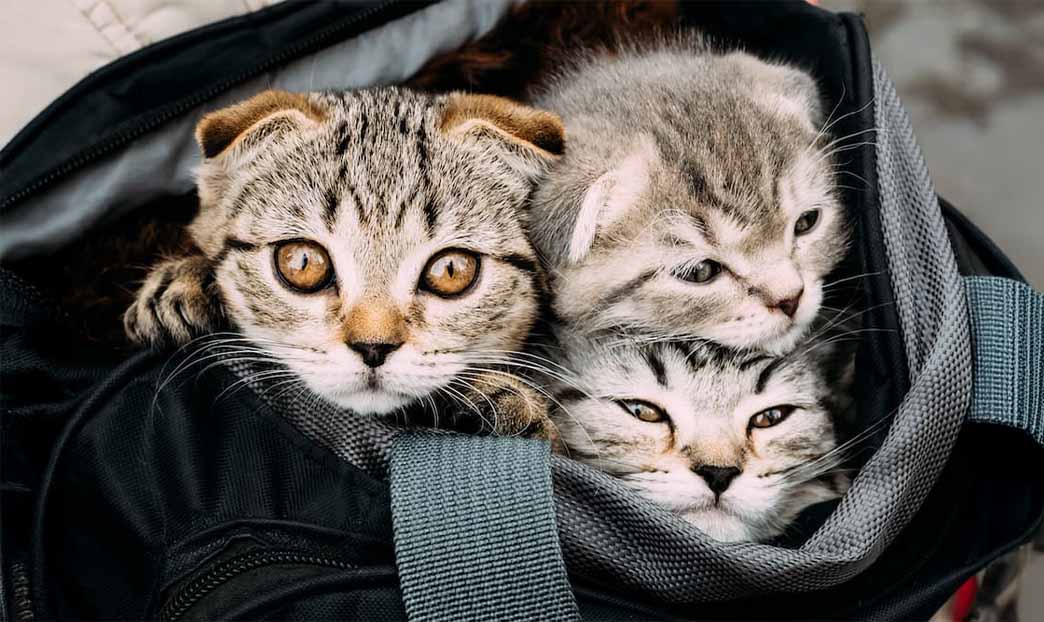 Cuccioli da strapazzare