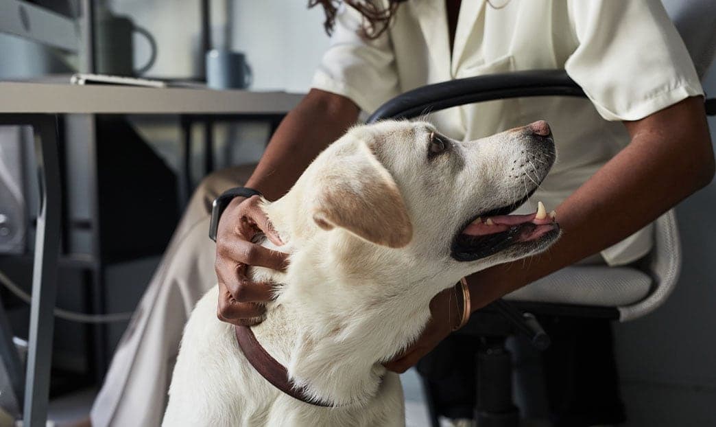 Pet therapy: tutti i benefici