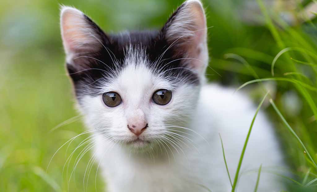 Gatti che non miagolano mai