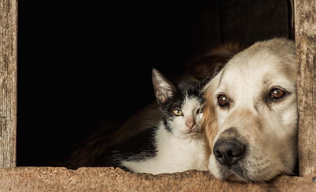 Ho trovato un cane o gatto abbandonato: cosa faccio?