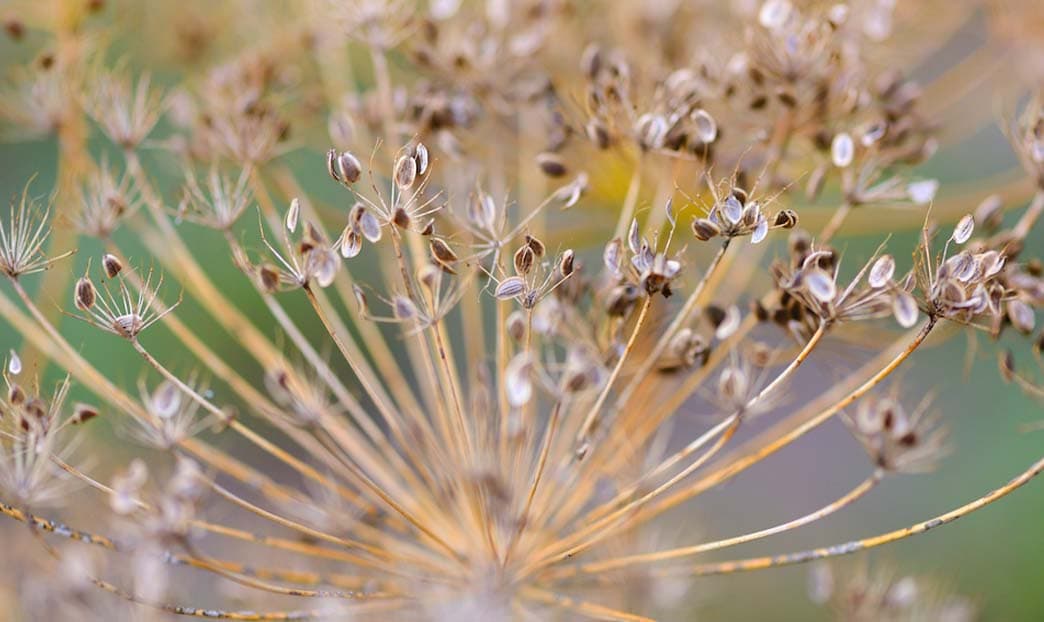 Piante da raccogliere in estate