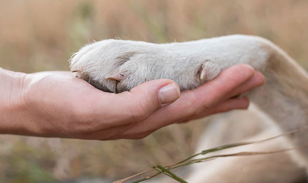 Proteggere le zampe del cane dal caldo
