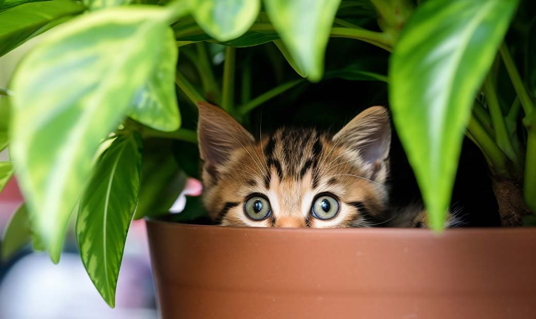 Balconi sicuri e finestre a prova di gatto