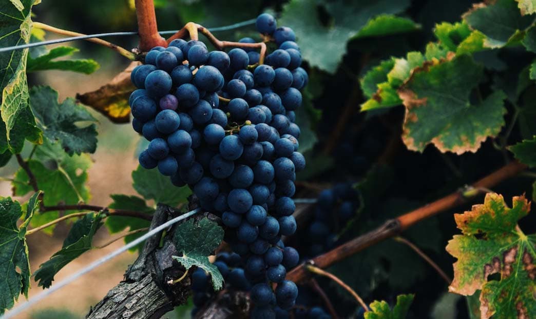 Cos'è il vino biodinamico?