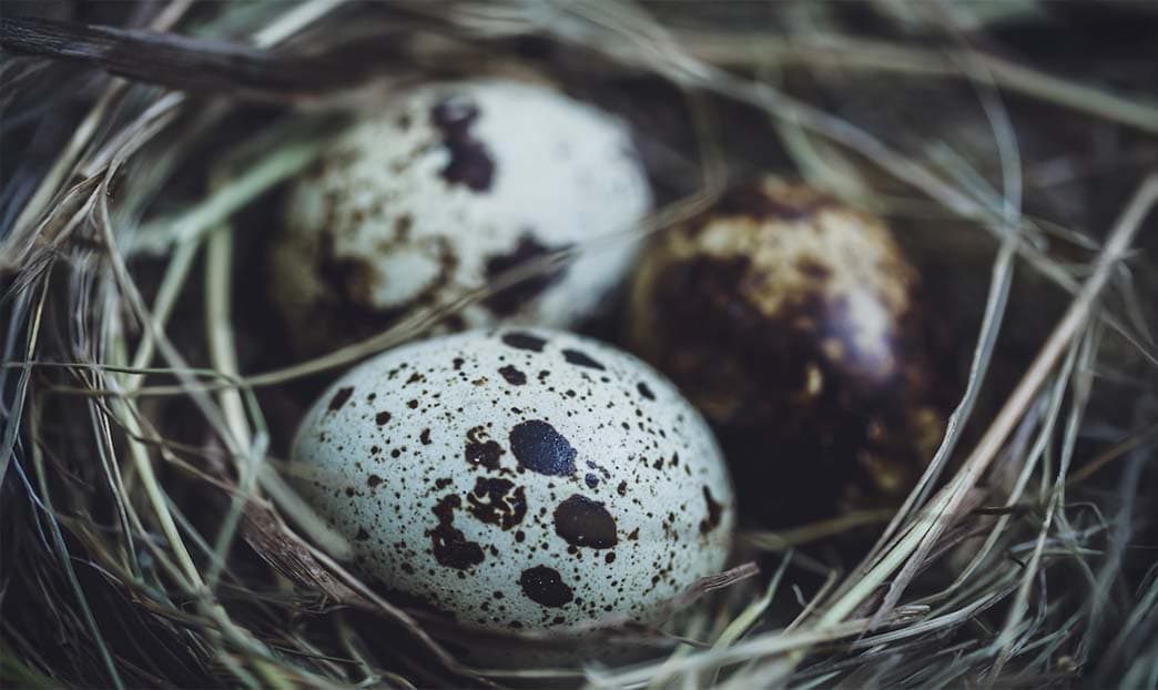 Non tutti i nidi si trovano sugli alberi