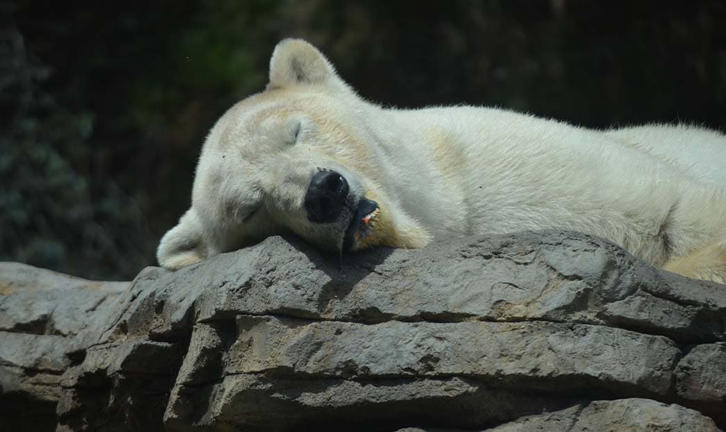 Il letargo: un miracolo della natura 