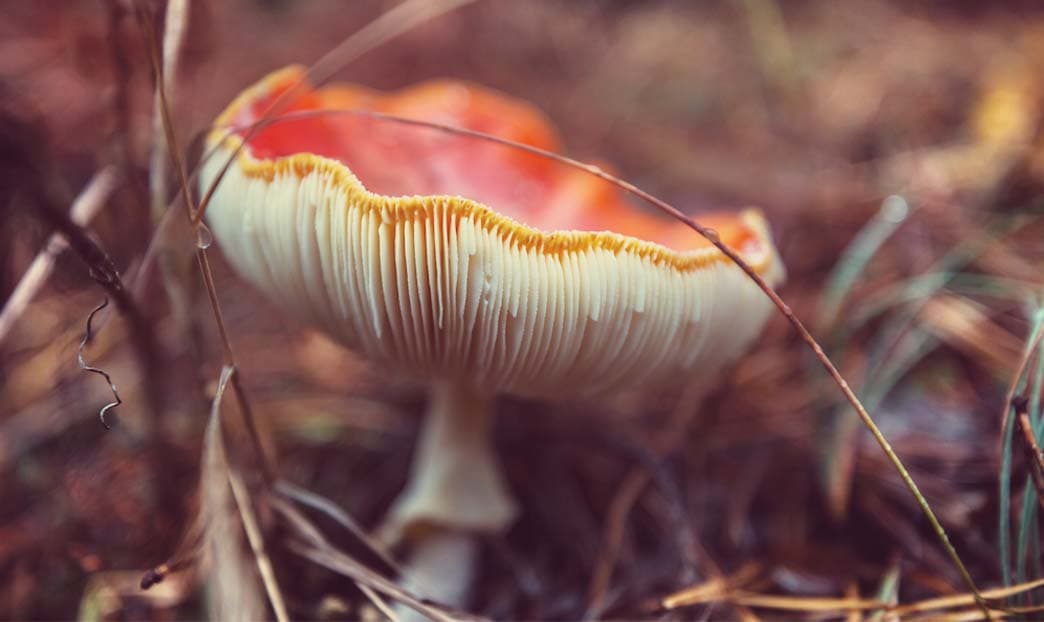 La rivincita dei funghi