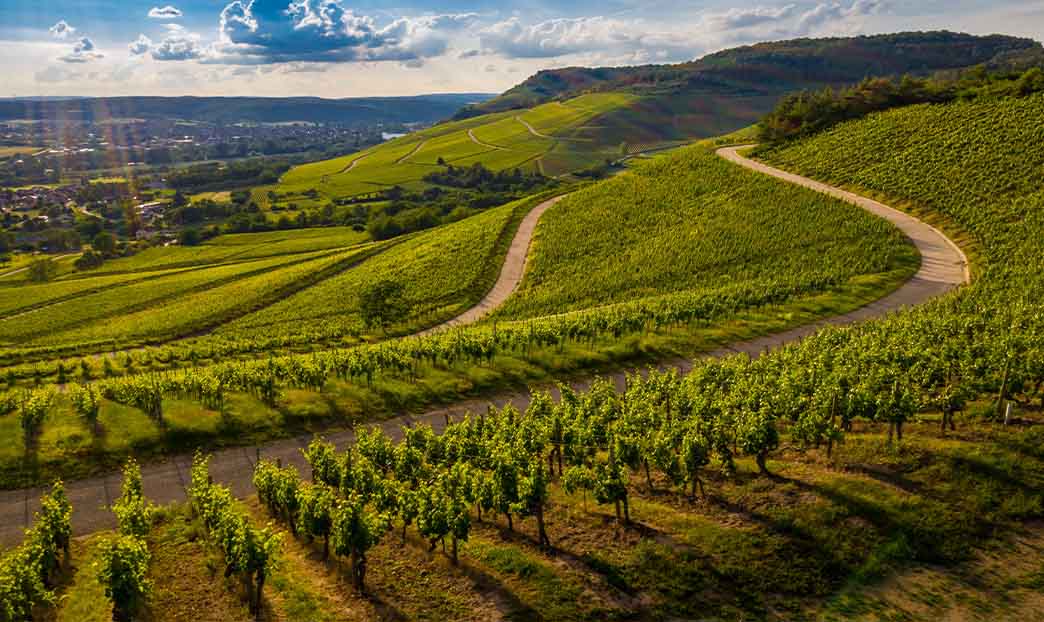 Le strade del vino: sapori e paesaggi d’Italia
