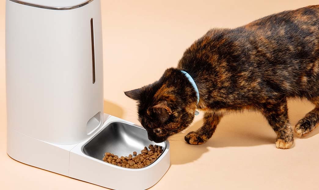 Animali domestici e tecnologia: pet del XXI secolo