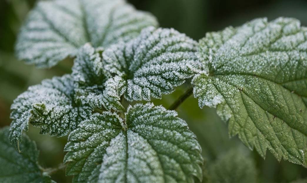Come proteggere le tue piante dal freddo