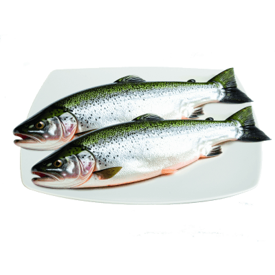 T.arca trota iridea salmonata ta