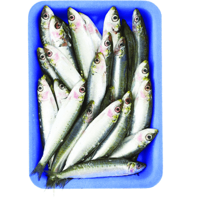 Sardine i pescherecci