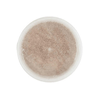 PAM Qualità per te Pan Grattato Integrale 350 g – immagine 13