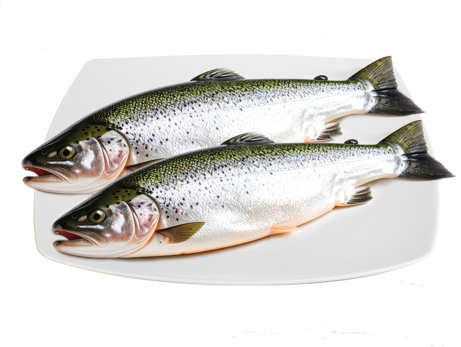 T.arca trota iridea salmonata ta – immagine 1