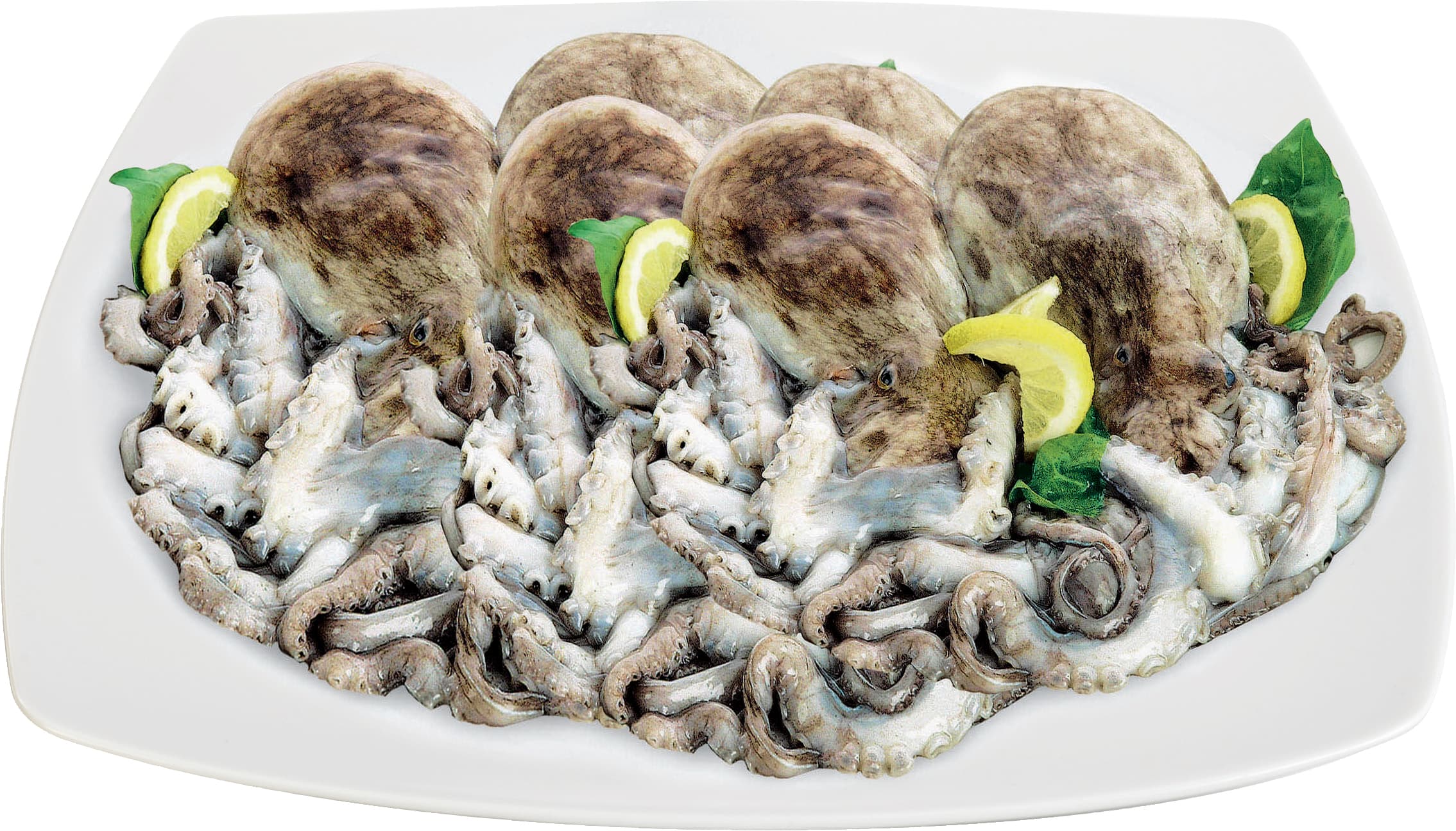 Moscardino i pescherecci – immagine 1