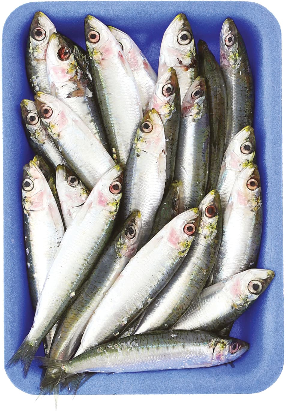 Sardine i pescherecci – immagine 1