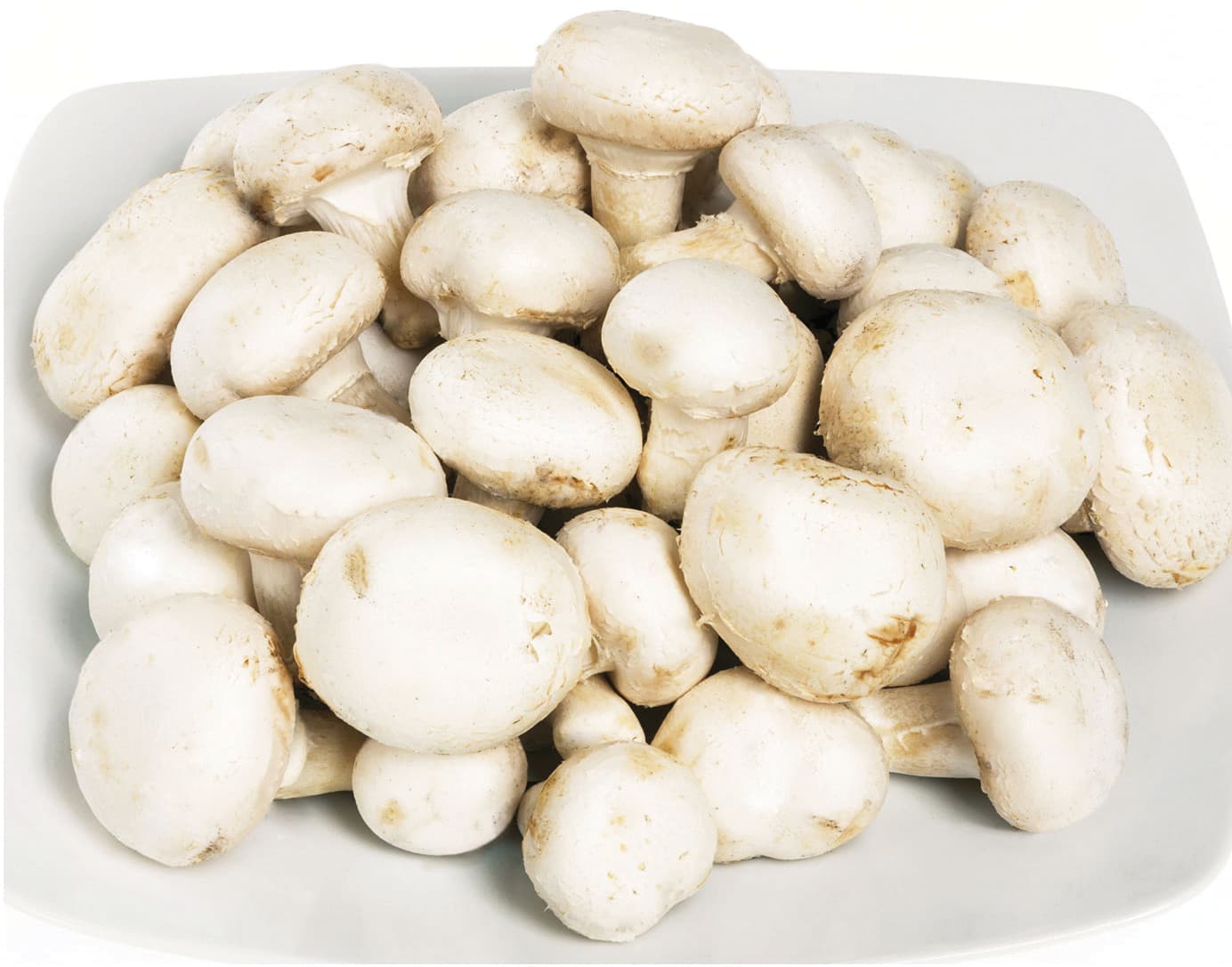Funghi champignon crema residuo zero coltivati – immagine 1