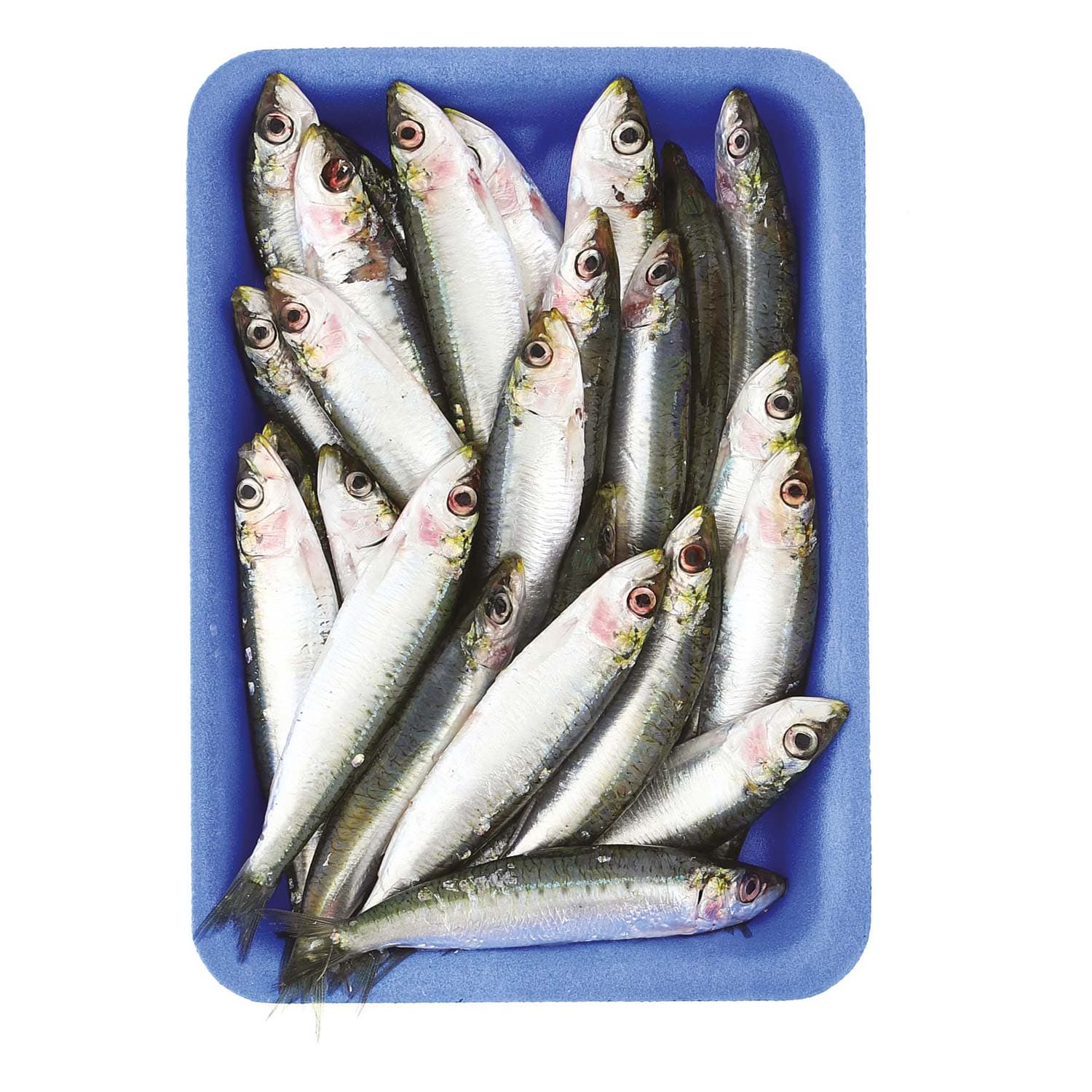 Sardine i pescherecci – immagine 2