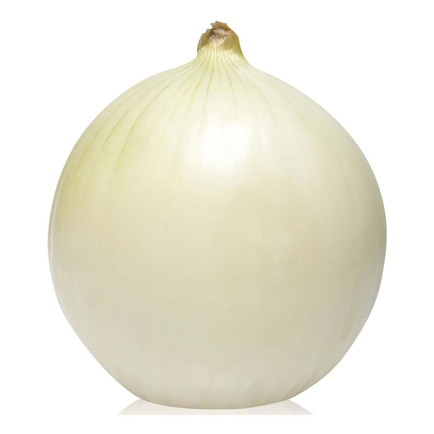 Cipolla bianca – immagine 3