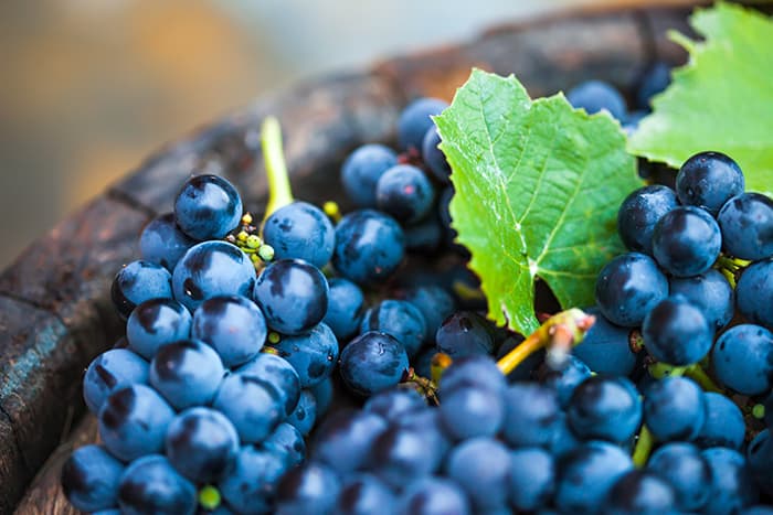 Tannini del vino: cosa sono e come funzionano?