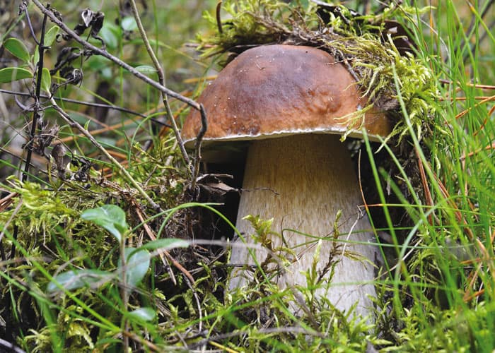 Spuntano i funghi!