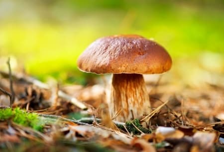 Funghi velenosi: come proteggersi