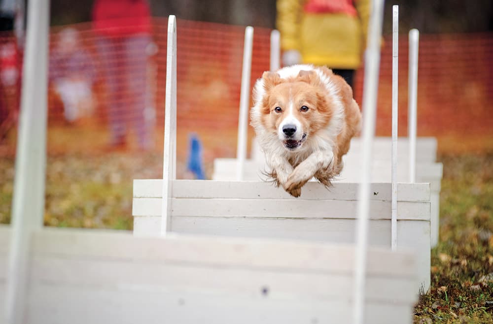 Un gioco da cani