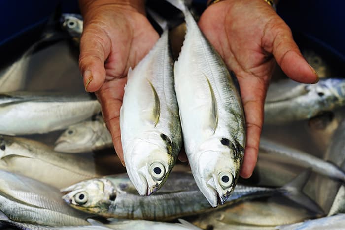 Scegliere il pesce
