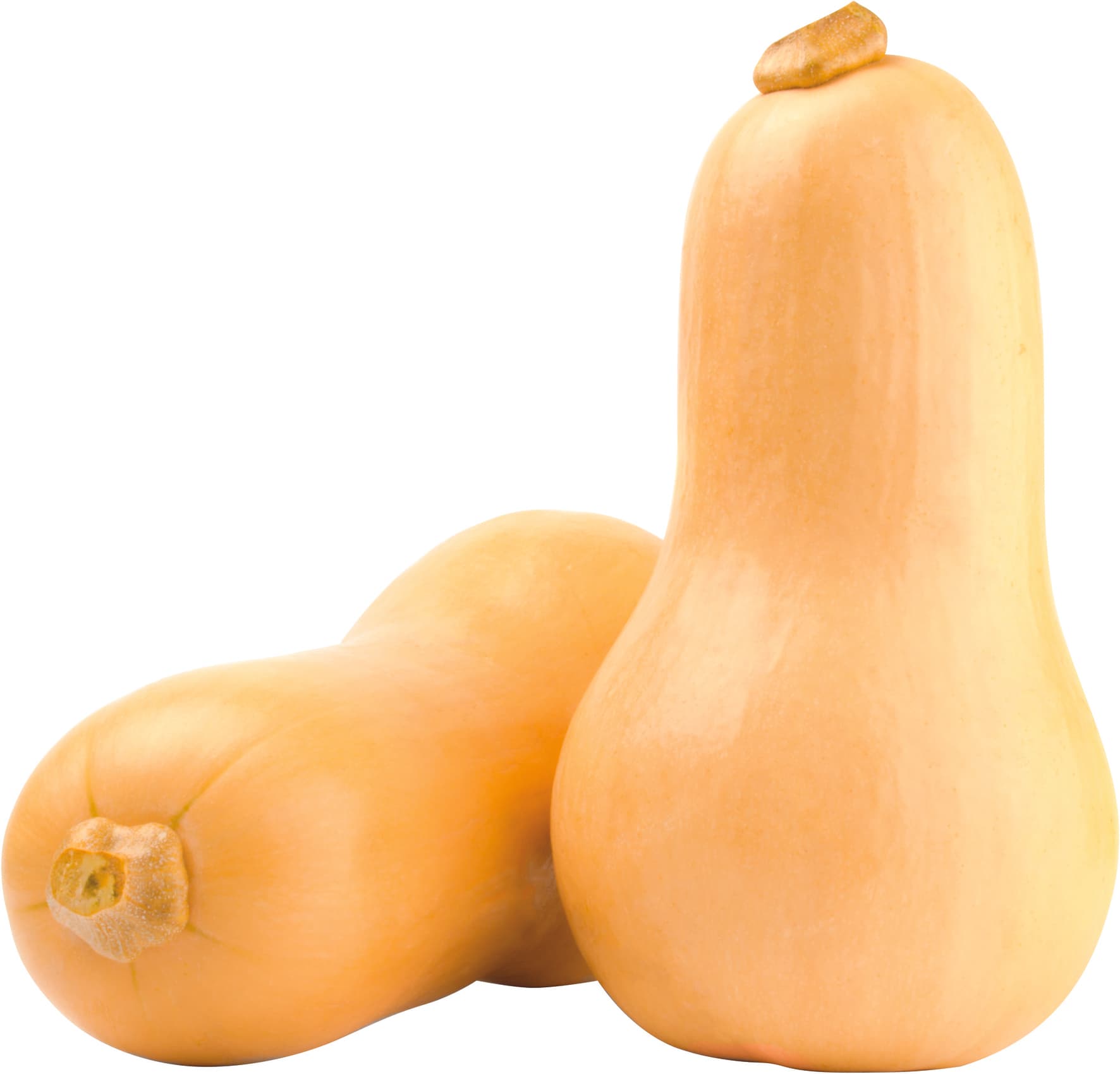 Zucca butternut
