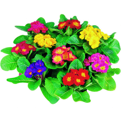 PRIMULA VERIS vaso diametro 10CM