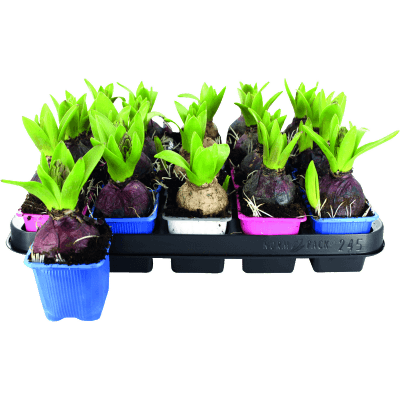 Giacinto colori misti - 1 bulbo vaso diametro 7cm